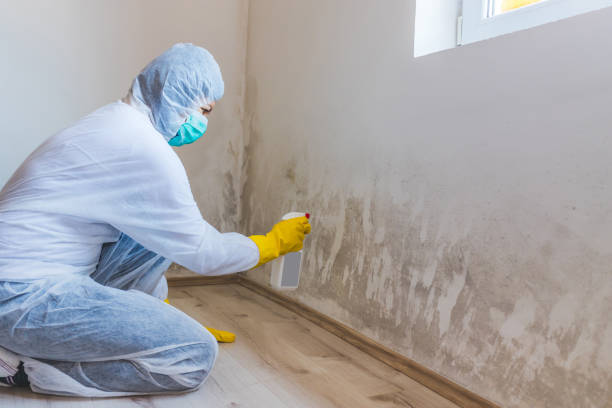 Licensed Mold Cleanup service in Woodbury Heights, NJ - WQB Mold Removal