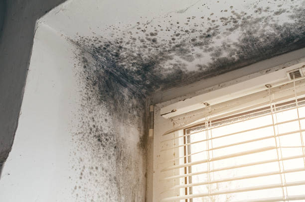 Affordable Mold Cleanup solutions in Woodbury Heights, NJ